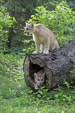 Two cougars (Puma concolor)