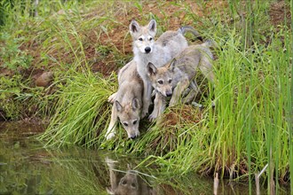 Gray wolves (Canis lupus)