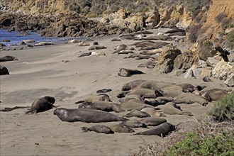 Northern Elephant Seals (Mirounga angustirostris) resting on the beach