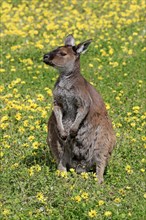 Western gray kangaroo (Macropus fuliginosus fuliginosus)