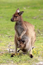 Western gray kangaroo (Macropus fuliginosus fuliginosus)