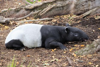Malayan tapir (Tapirus indicus)