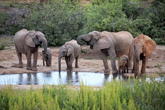 African elephants (Loxodonta africana)