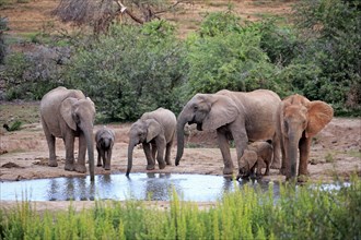 African elephants (Loxodonta africana)