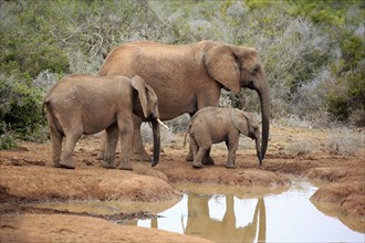 African elephants (Loxodonta africana)