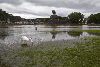 Swan standing in flooded meadow