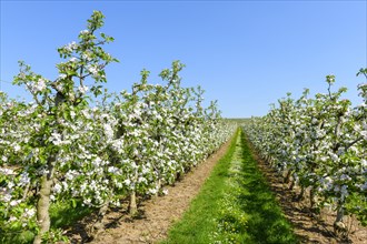Apple plantation in spring