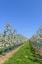 Apple plantation in spring
