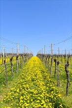 Vineyard with dandelion near Lauffen am Neckar