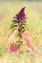 Purple flowering Blood Amaranth (Amaranthus cruentus)