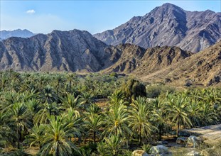 Oasis with palm trees in the Hajar Mountains