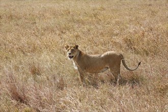 Pregnant lioness wandering in savannah
