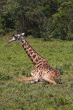 Maasai giraffe (Giraffa camelopardalis) sitting on ground
