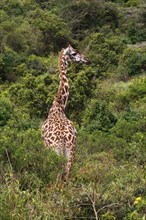 Giraffe (Giraffa camelopardalis) in dense bushland