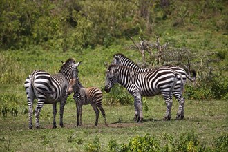Zebra family (Equus quagga) including mother with young animal