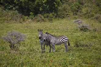 Two zebras (Equus quagga) among the bush