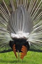 Peafowl (Pavo cristatus)