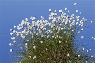 Flowering hare's-tail cottongrass (Eriophorum vaginatum)