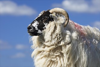 Domestic long-haired ram (Ovis gmelini aries) against blue cloudy sky