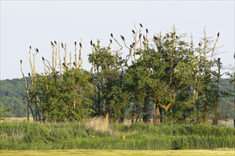 Great cormorants (Phalacrocorax carbo)