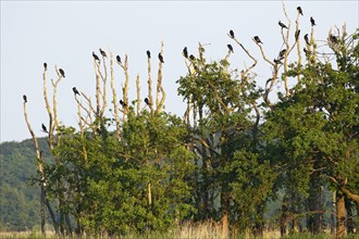 Great cormorants (Phalacrocorax carbo)
