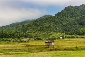 Rice paddies after harvest