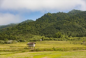 Rice paddies after harvest