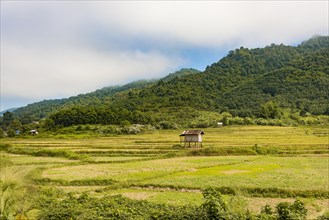 Rice paddies after harvest