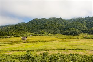 Rice paddies after harvest