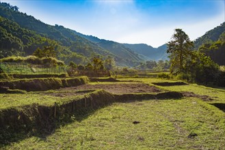 Harvested rice paddies