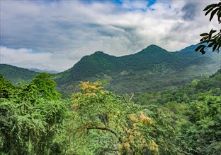 Rainforest landscape