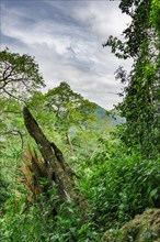 Dense vegetation in rainforest