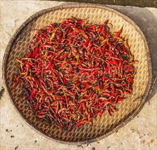 Chillies drying in basket