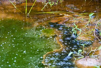 Algae in a pond