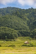 Rice paddies after harvest