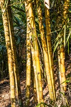 Bamboo growing in spice garden