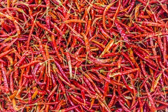 Red chili peppers at a market