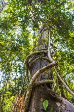 Tree with aerial roots and vines in jungle