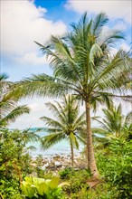 Coconut palms along the shoreline of Long Beach