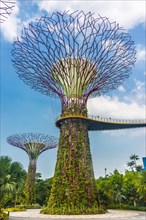 Supertree Grove in the Gardens by the Bay futuristic municipal park