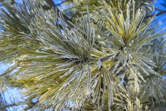 Needles of a Douglas fir (Pseudotsuga menziesii) covered with hoarfrost in winter
