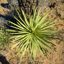 Leaves of a Joshua Tree (Yucca brevifolia) from above