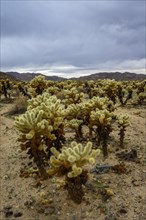 Desert landscape with Teddy-bear chollas (Cylindropuntia bigelovii)