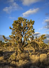Joshua Trees (Yucca brevifolia) in Evening Light