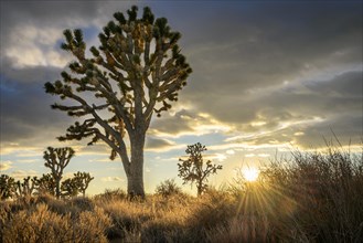 Joshua Trees (Yucca brevifolia) at sunset