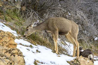 Mule deer (Odocoileus hemionus) grazing in snow