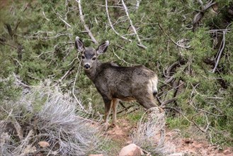 Mule deer (Odocoileus hemionus) in the undergrowth