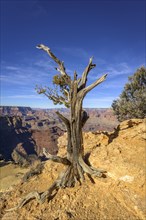 Bald tree at the edge of the rock in front of Grand Canyon
