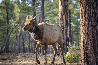 American elk (Cervus canadensis) with transmitter collar in forest