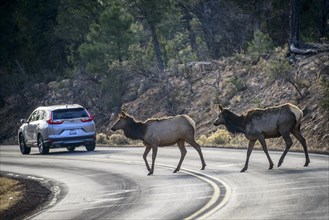 Two american elks (Cervus canadensis) cross a road behind driving car